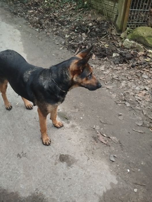 Pieski szukaja do domu