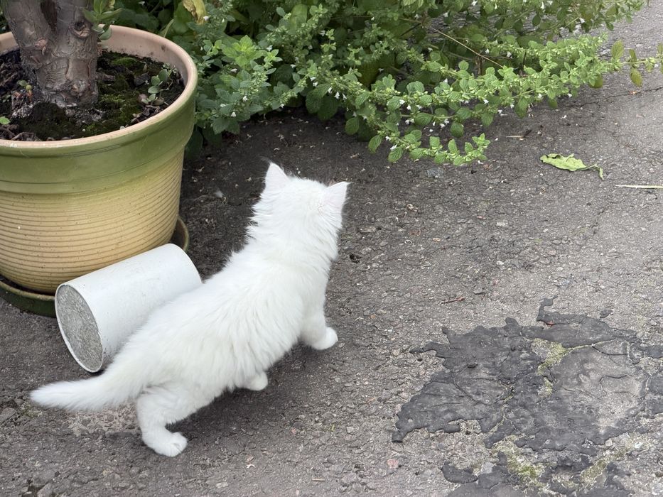 Сибірські кошенята ,пухнасті, білий окрас, 1,5 місяці