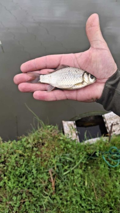 Sprzedam KARASIE 10 CM