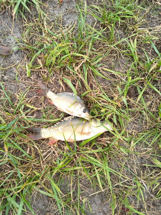 Kroczek Karp Karaś  Ryby