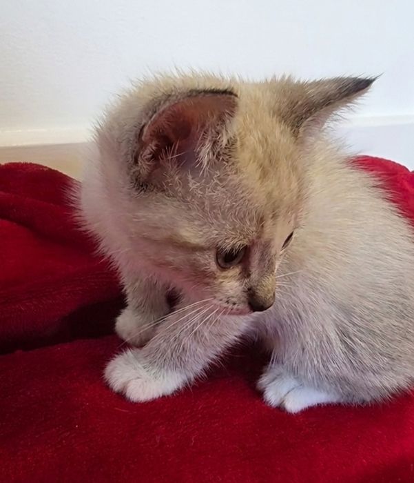 Gatinho para adoção responsável!
