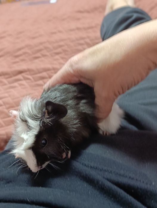 Малюк морської свинки породи Розетка,1 місяць