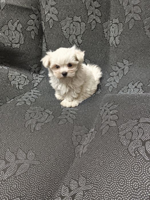 Bichon Maltês  menina excelente exemplar da raça