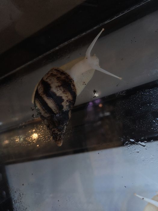 Ślimak afrykański lissachatina reticulata albino body