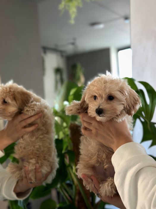 Maltipoo F1 (тато пудель а мама мальтезе)