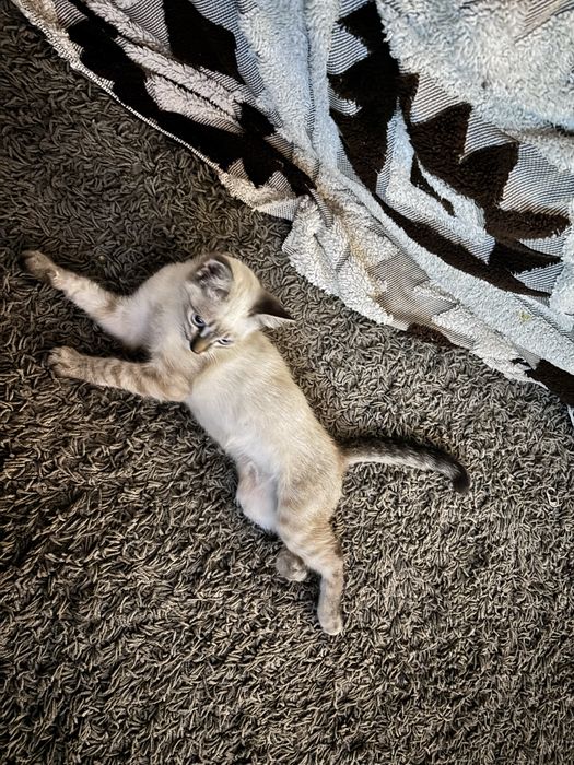 Gatinho macho de aproximadamente 3 meses