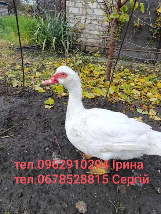 Інкубаційне яйце індокачок німецької важкої лінії