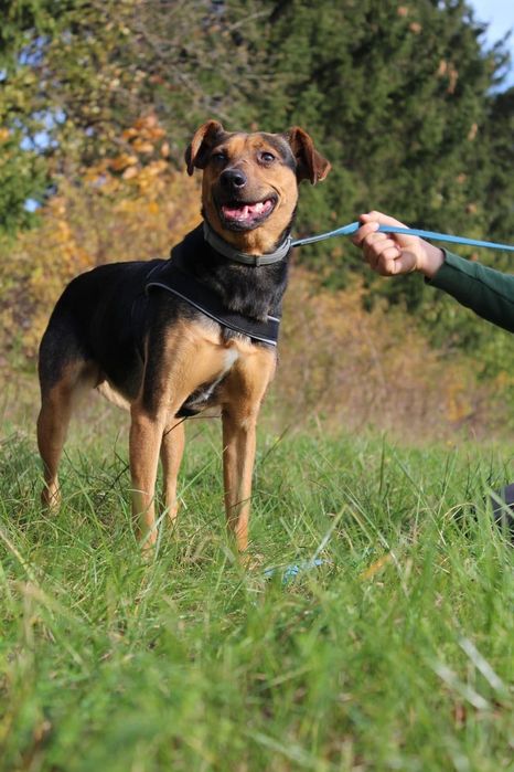 Piękna Donna poleca się do adopcji!