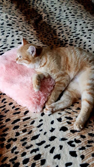 Кошечка Ханни ищет дом и семью