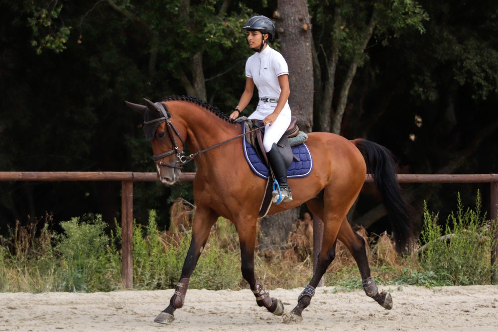 Cavalo cruzado a portugues