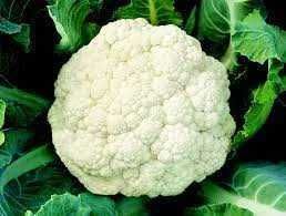 Pack sementes hortaliça couve flor gigante horta cultivo agricultura