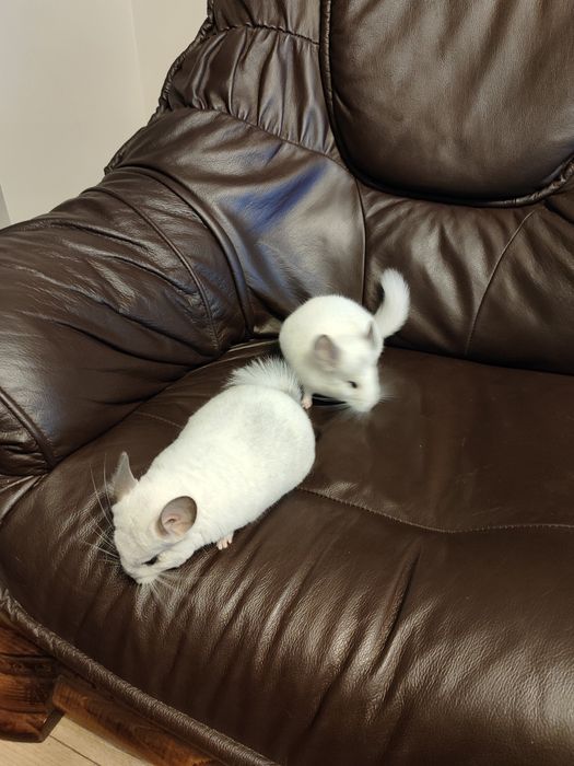 Szynszyle z domowej hodowli