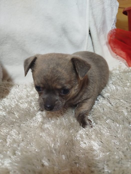 Chihuahua macho