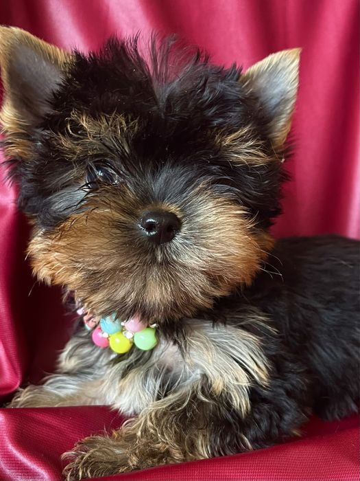 Шикарный породный МИНИ мальчик Йоркширский терьер