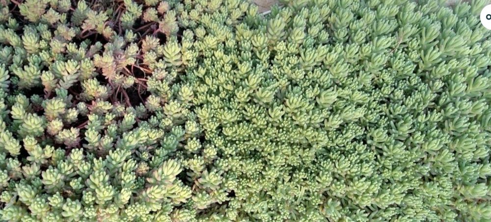 Очіток почвопокривний 10 грн кущ