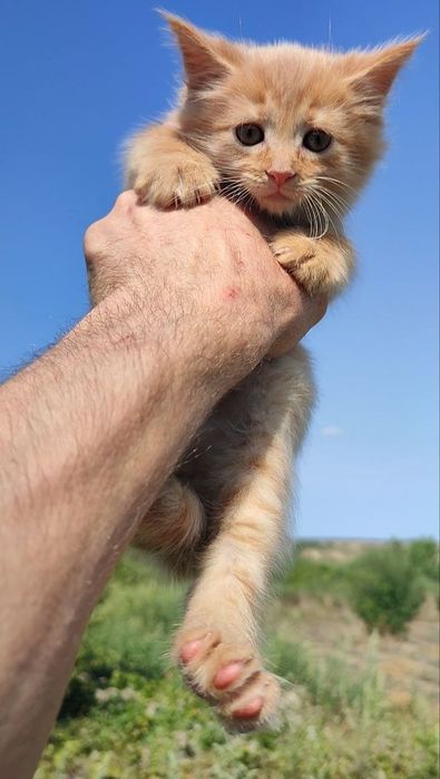 котята мейн-кун , котики и кошечки