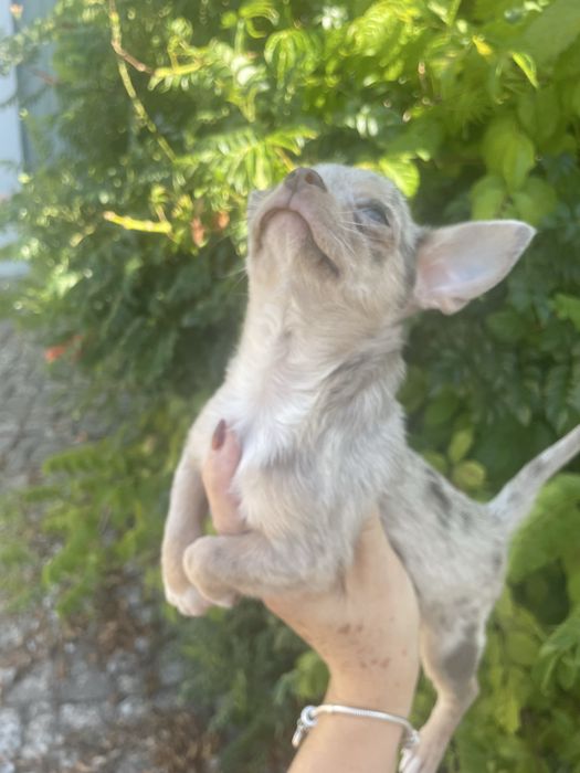 Chihuahua lilac merle femea