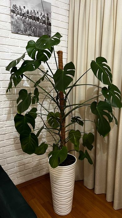Roślina doniczkowa Monstera 155 cm