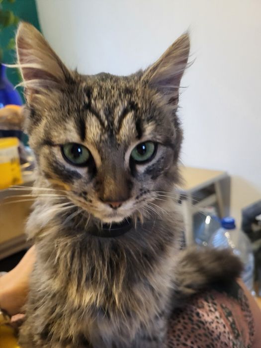 Тигровый котенок 6мес табби пушистый котик кошеня лесной