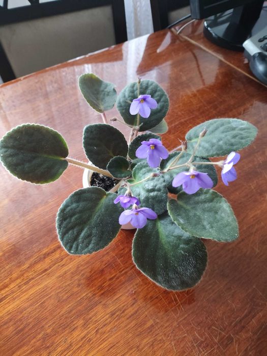 Квітучі сенполії (фіалки)