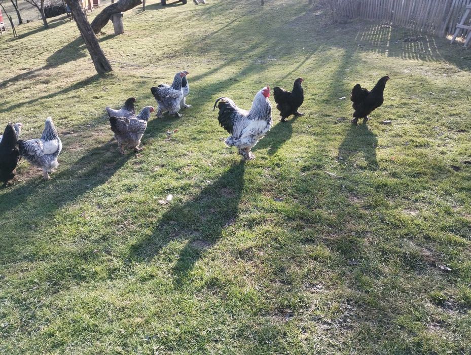 Kogut Brahma Sprzedam