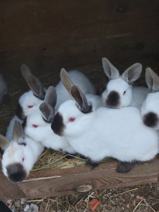 Sprzedam króliki kalifornijskie