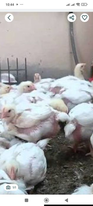 Бройлери підрощені