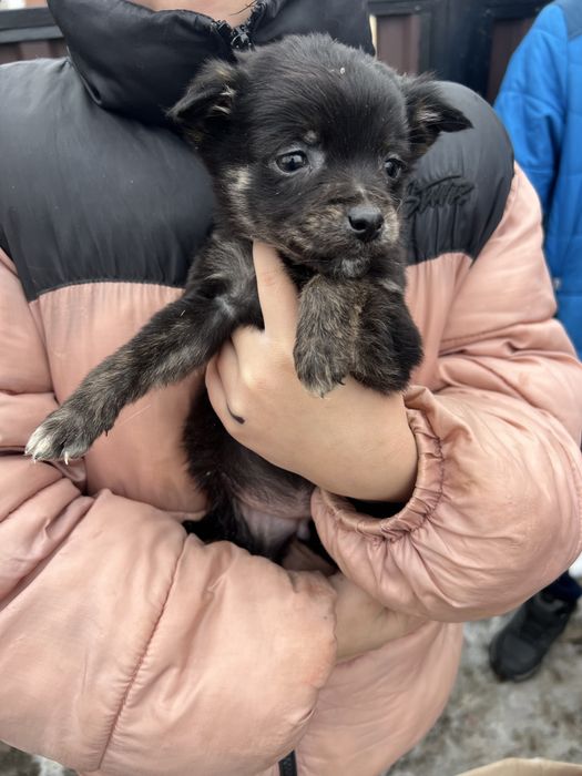 Цуценята в люблячу сімʼю