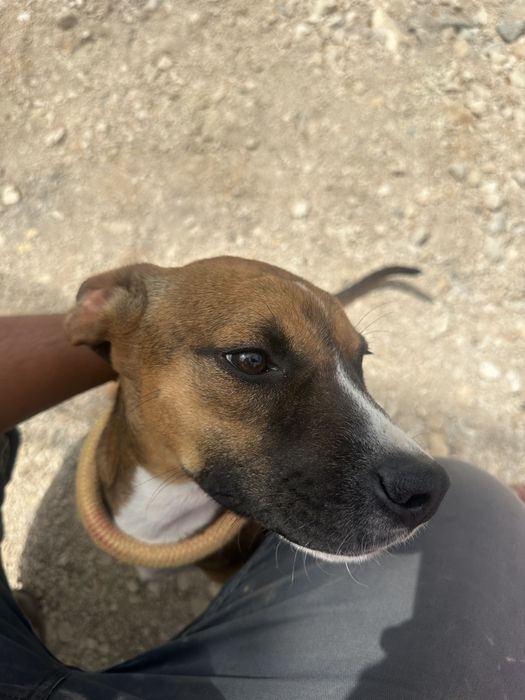 Adoção de cachorro