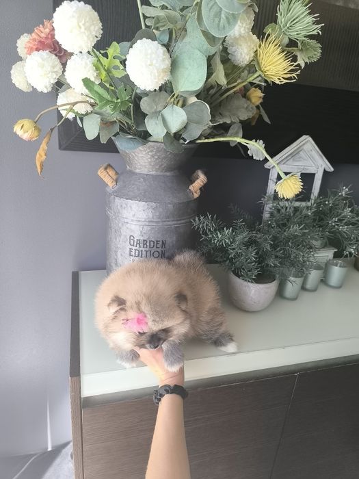 Lulu da Pomerânia. Menina .Ursinha Mini. Lop e Afixo . Russo.