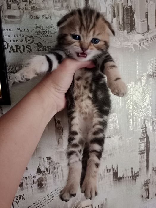 Продам мраморных котят.