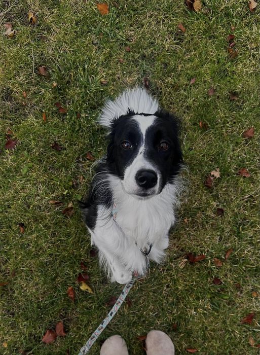 Border Collie suczka 4 letnia