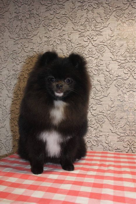 Померанський шпіц