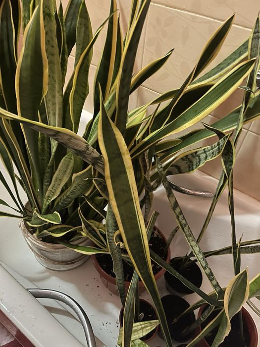 Вазони тещин язик