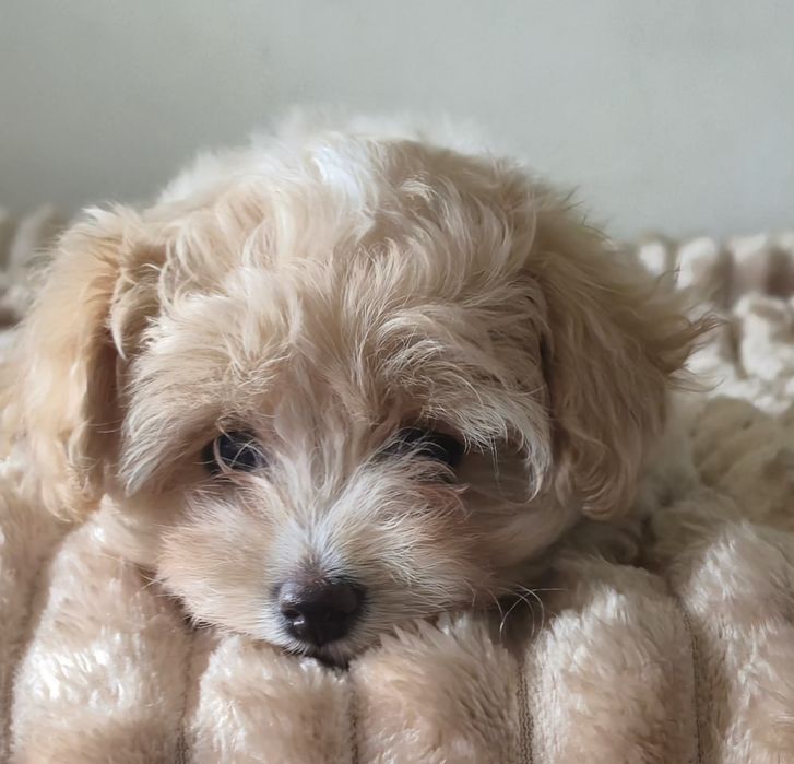 Cudowna  maltipoo F1  dziewczynka