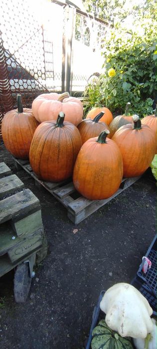 Dynia, dynie, dynie ozdobne