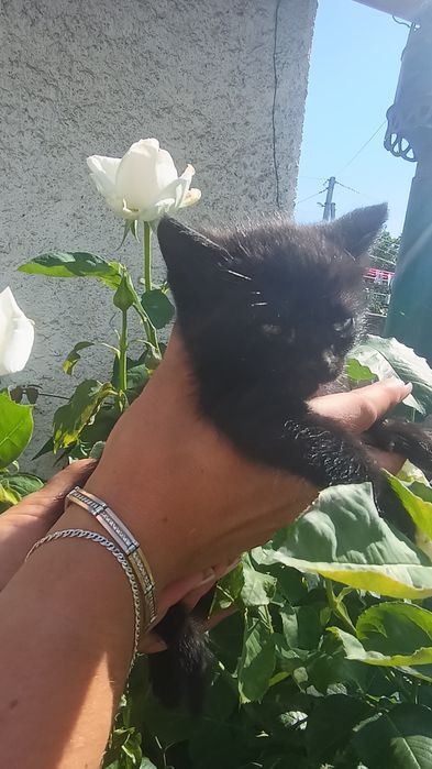 Шукають люблячих господарів чарівні кошенята!
