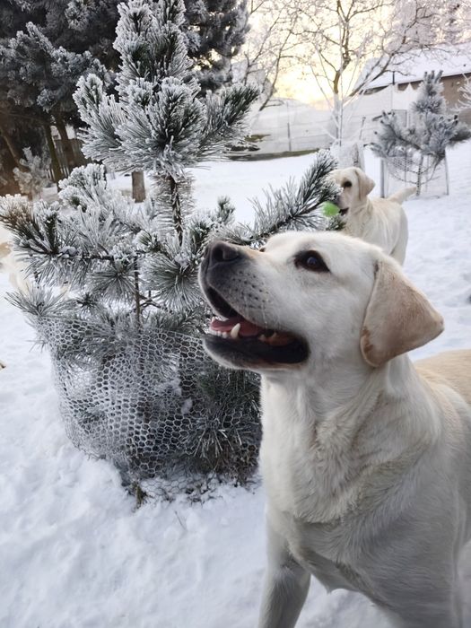 Labrador Retriever Suczka Związek Kynologiczny w Polsce