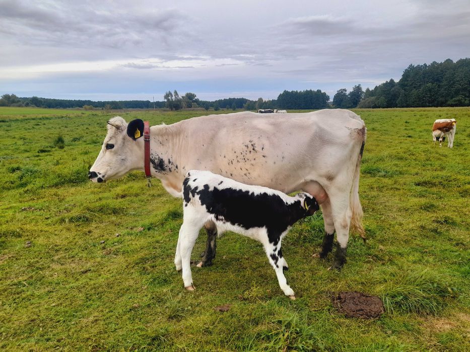Sprzedam krowe pierwiastke- bialogrzbieta