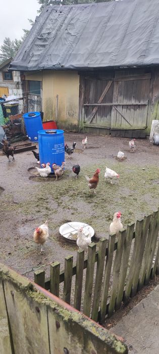 Kury nioski  Dominant i Leghorn