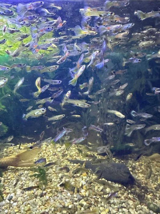 Vendo lote com 50 Guppys