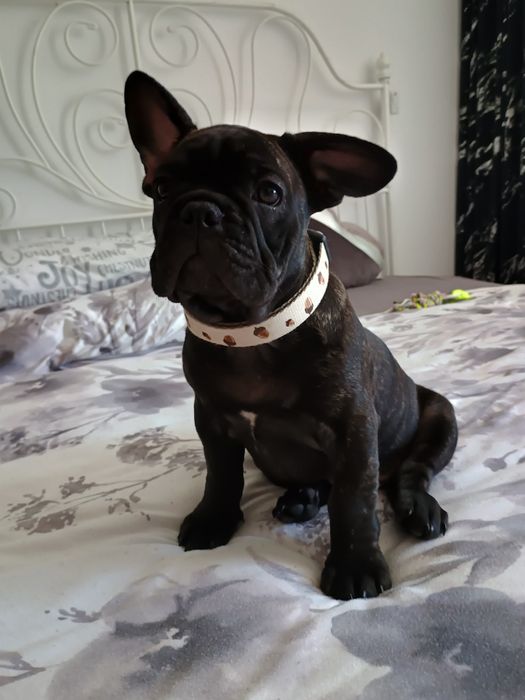 Buldog Francuski Marengo piesek Carlos