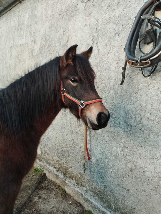 Pônei Cruzado de Welsh