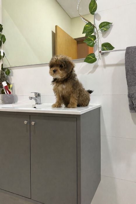 Maltipoo mini macho