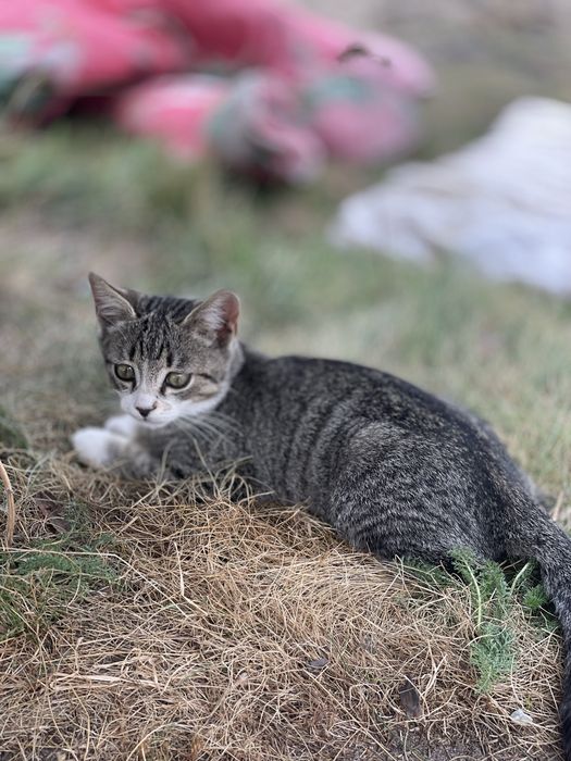 Котик 14.05.2026