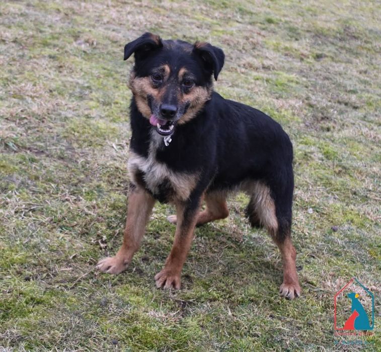 Fiona 33/22 - SZUKA DOMU!