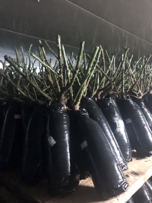 Саджанці троянд/ОПТ