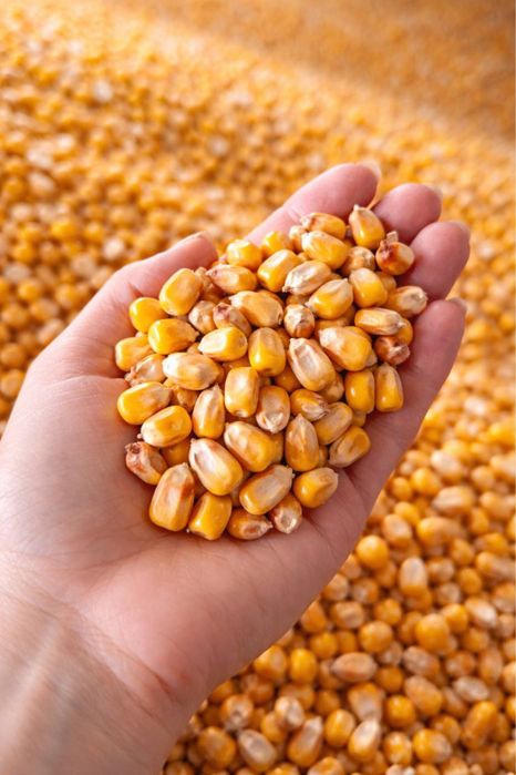 Продам кукурудзу