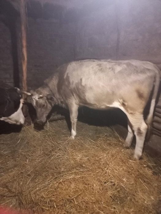 Продам телицю на утриманння , сірого кольору ТІЛЬКИ НА УТРИМАНННЯ