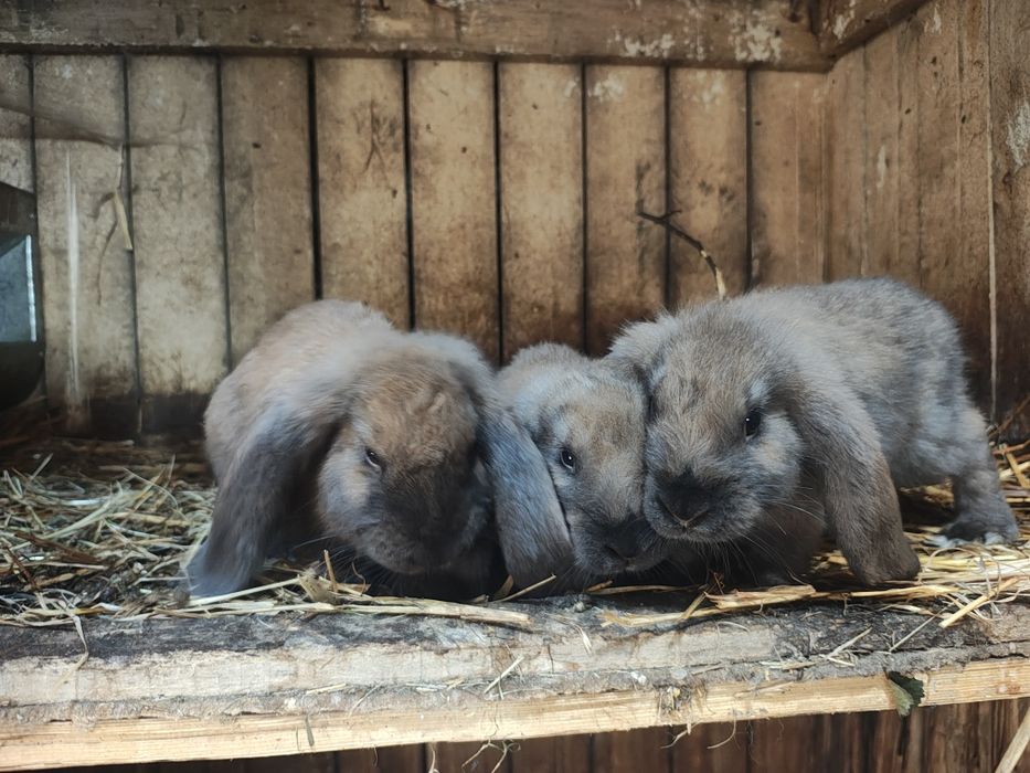 Sprzedamkróliki  samce i samiczki barany francuskie